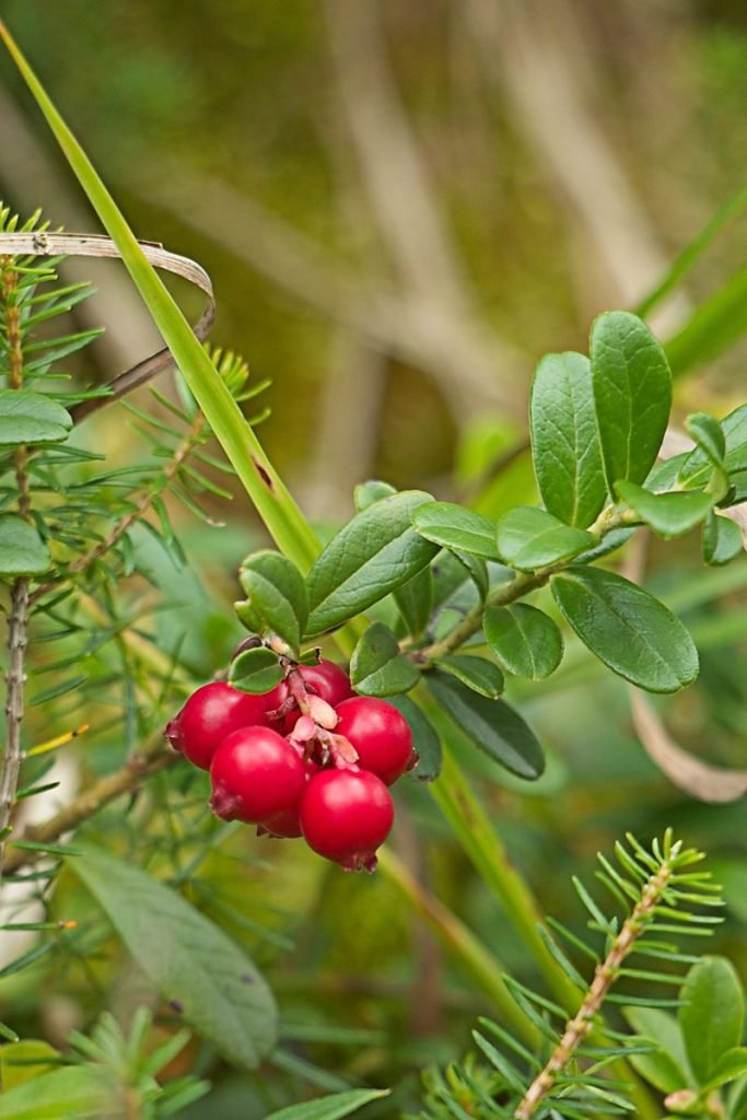 Close-up of bright red lingonberries hanging beneath glossy evergreen leaves.