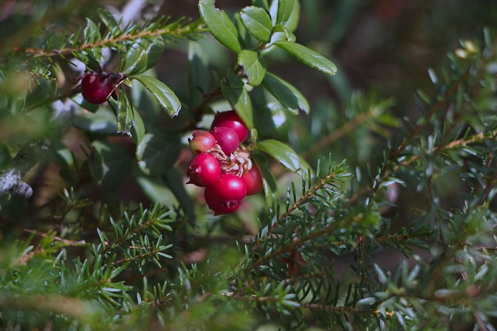 Ripe lingonberries growing on a low forest shrub with green leaves.