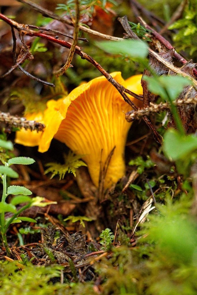 Chanterelle mushroom growing in the forest moss and undergrowth