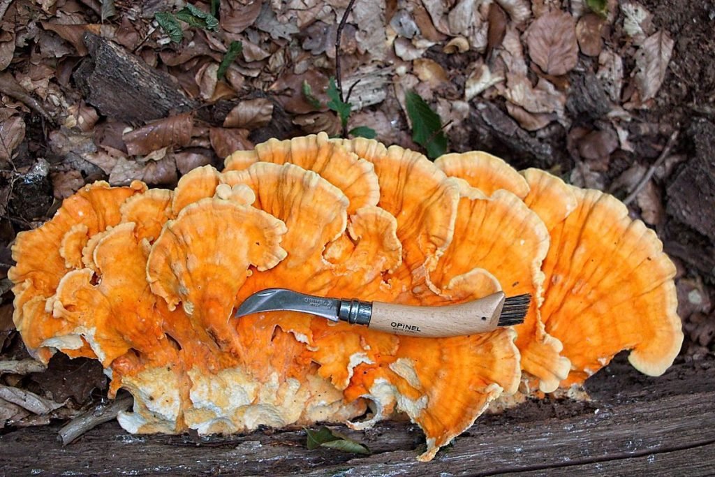 Bright orange chicken of the woods mushroom growing on a tree trunk, freshly foraged with a knife