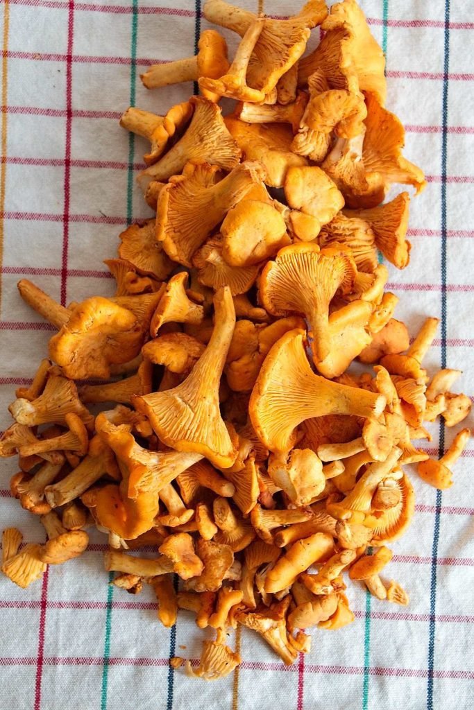 Freshly cleaned chanterelle mushrooms on a kitchen towel