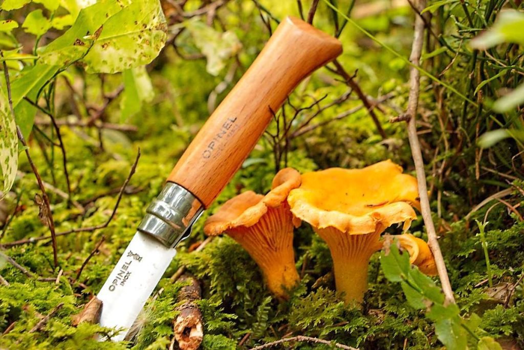 Foraging chanterelle mushrooms with a knife in the forest