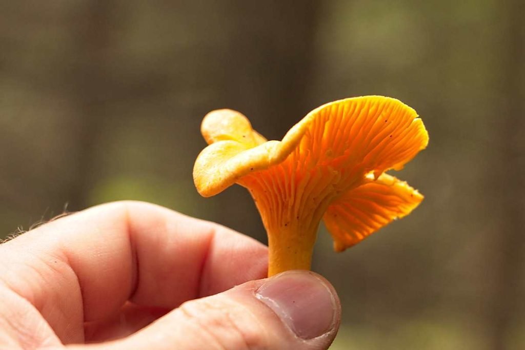 Fresh chanterelle mushroom held in hand showing golden false gills