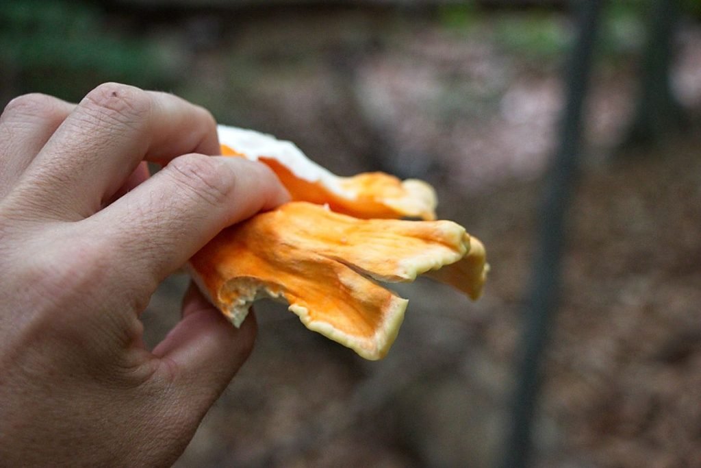 Close-up of a fresh chicken of the woods mushroom being held in hand during foraging