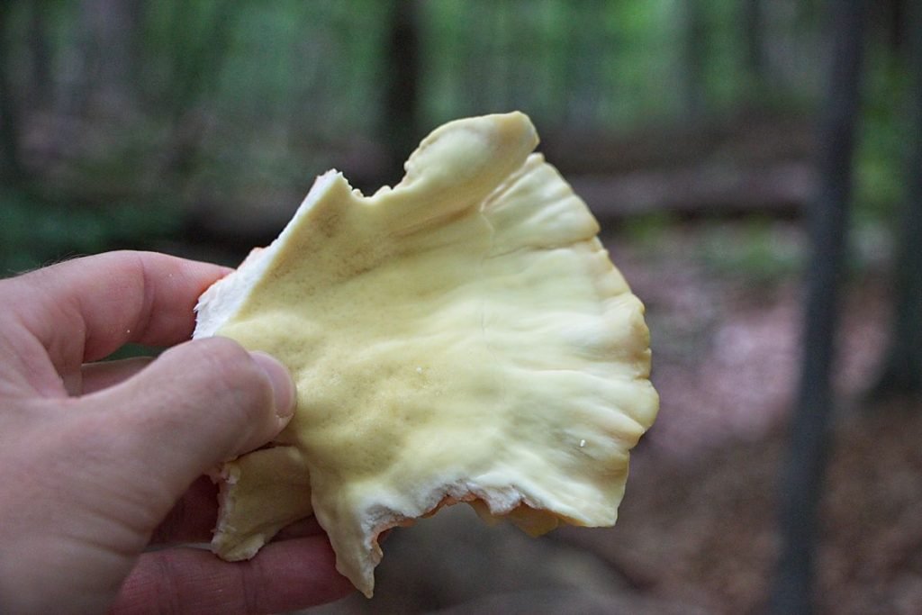 Underside of chicken of the woods mushroom showing yellow pores for identification