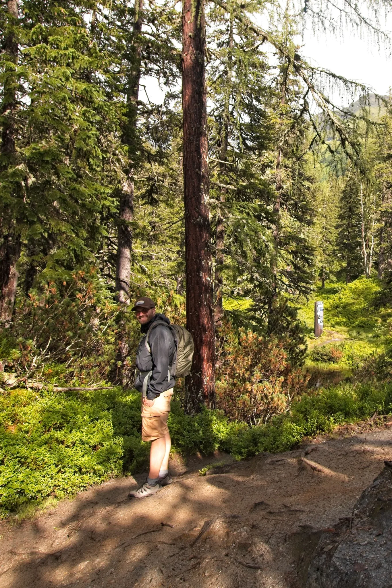 Hiker standing on a forest trail surrounded by tall evergreens and sunlight filtering through the trees.