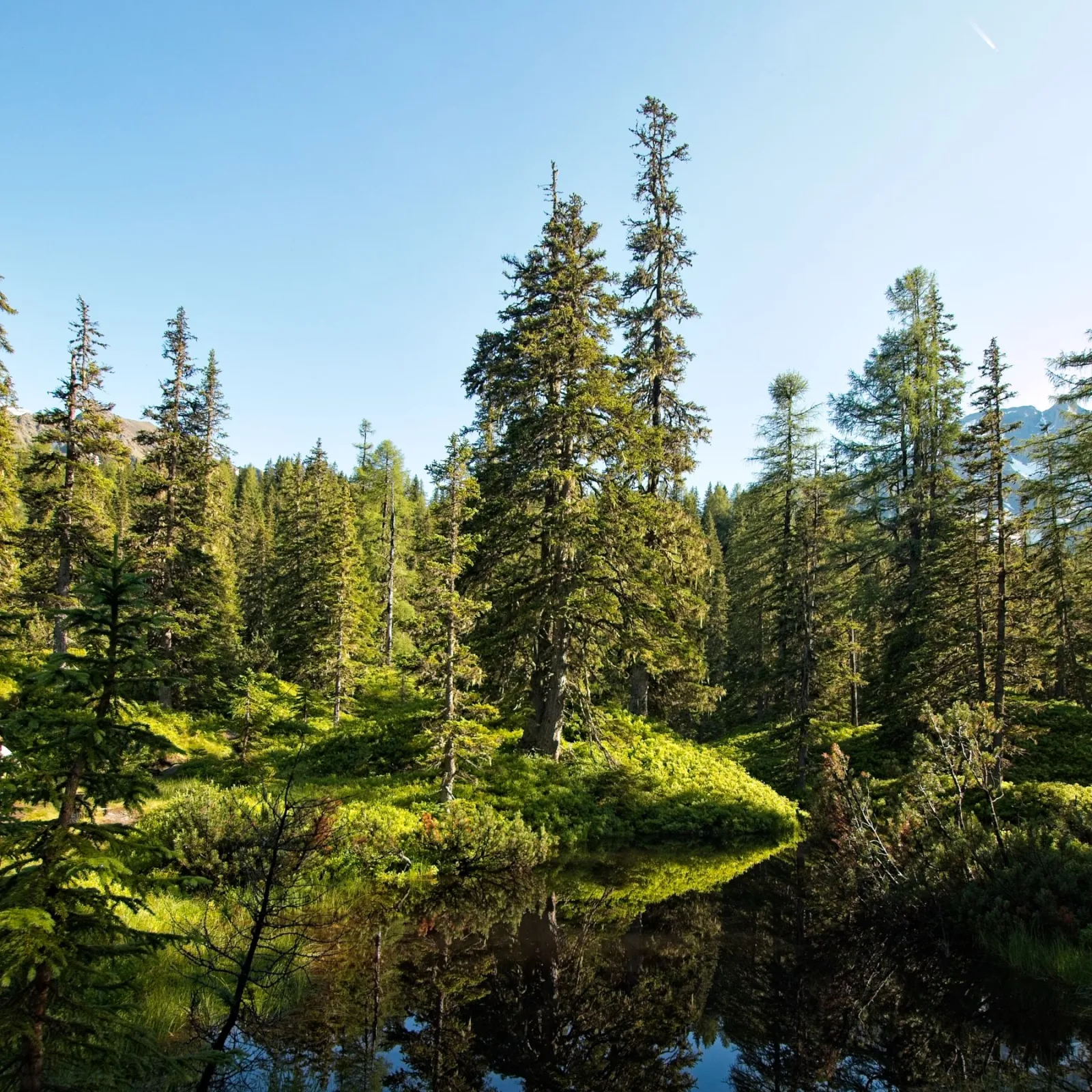 Sunlit evergreen forest in Rauris, Austria, with trees reflected in a calm pond below.