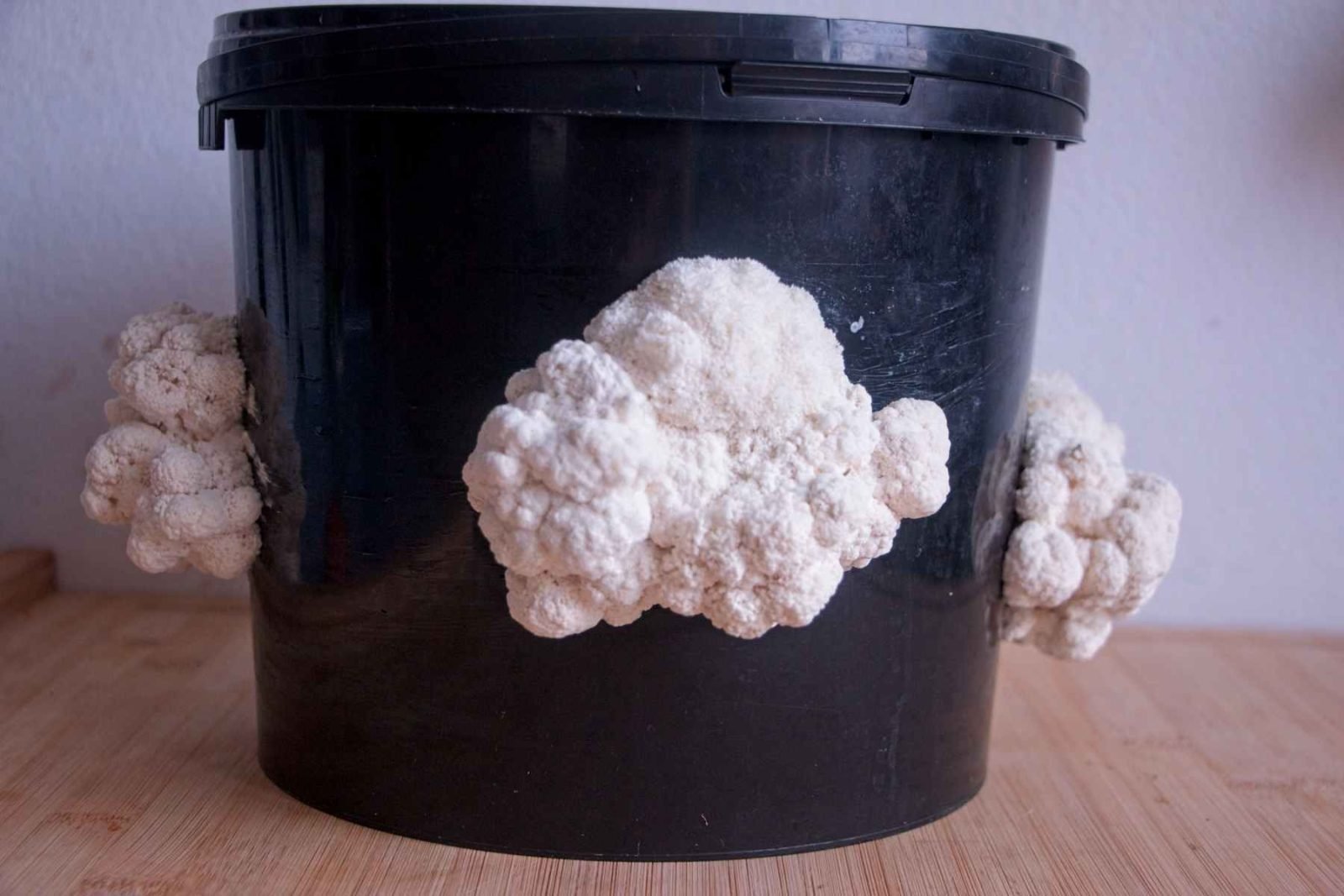 Lion’s mane mushrooms growing from a small container before harvest.