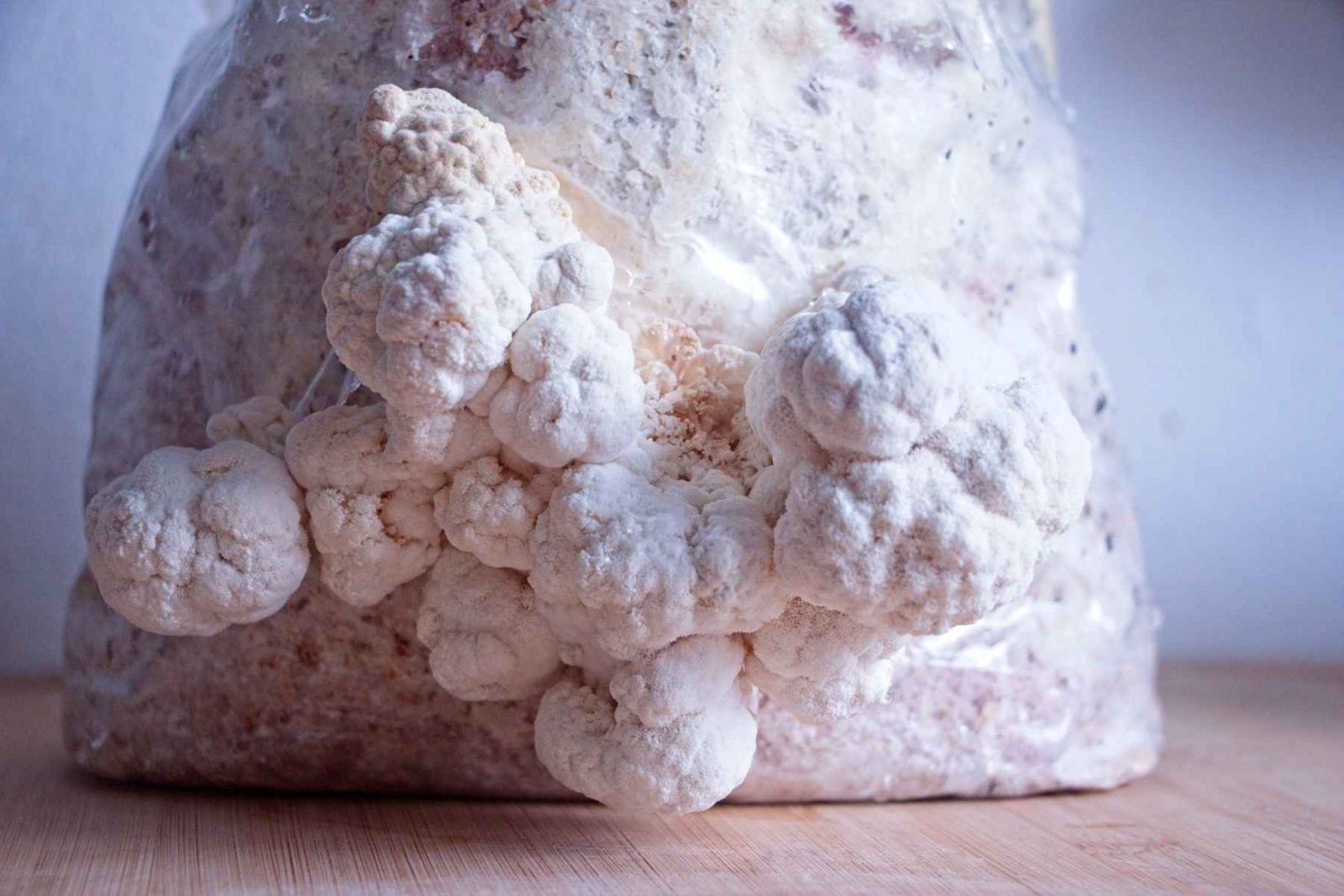 Fresh lion’s mane mushrooms growing from a cultivation bag on a wooden surface