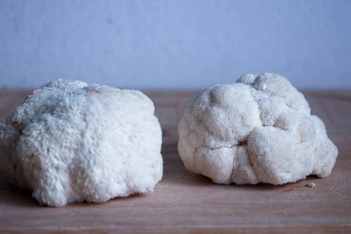 Whole raw lion’s mane mushrooms on a wooden board before preparation