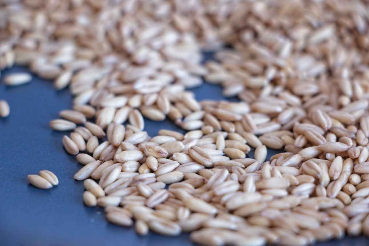 Close-up of raw oat groats scattered on a dark surface showing whole grain texture