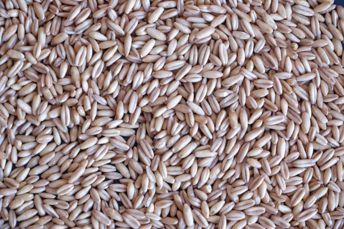 Raw oat groats close-up showing whole oat kernels texture