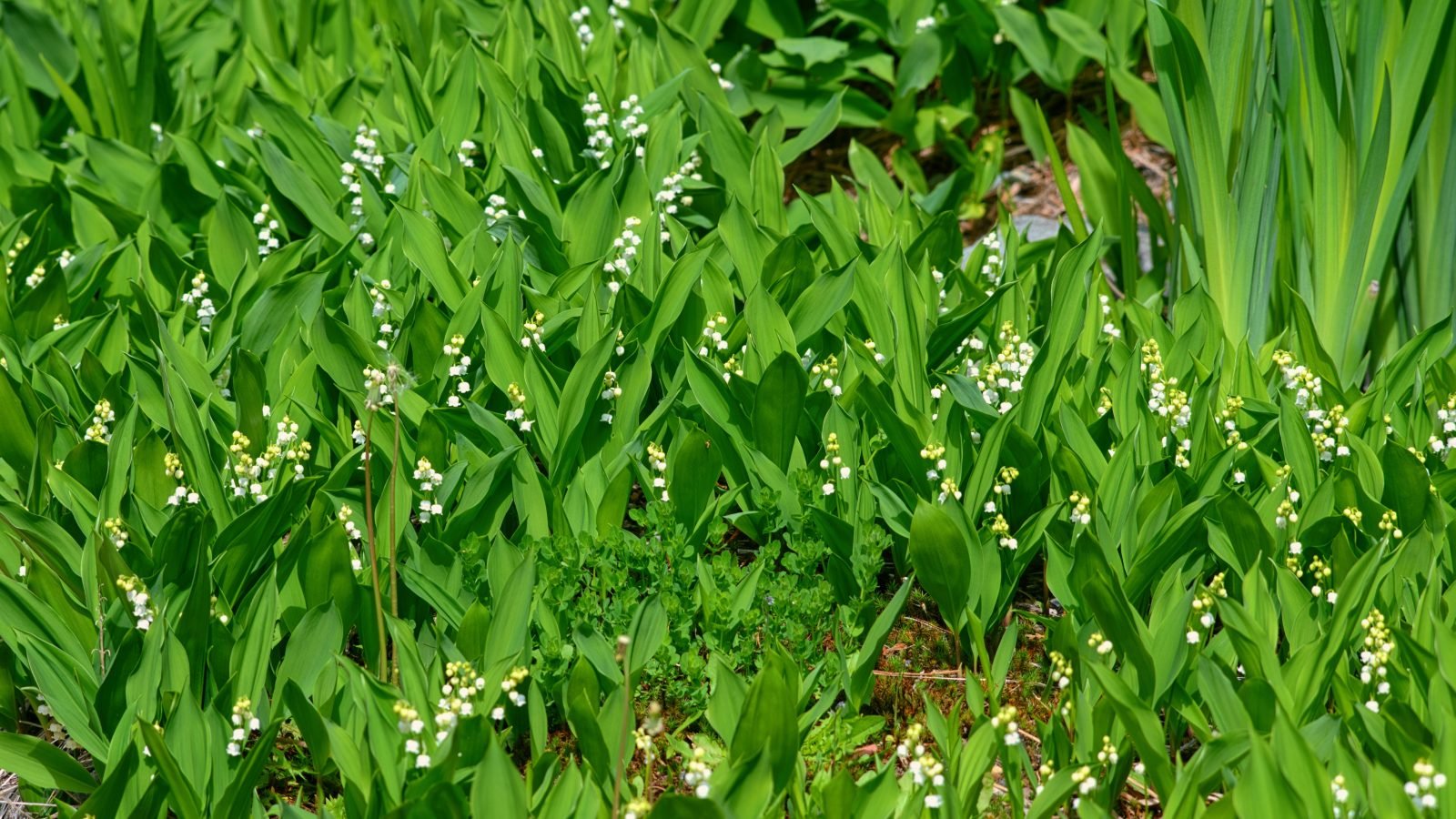 lily of the valley growing in woodland, a poisonous wild garlic look-alike