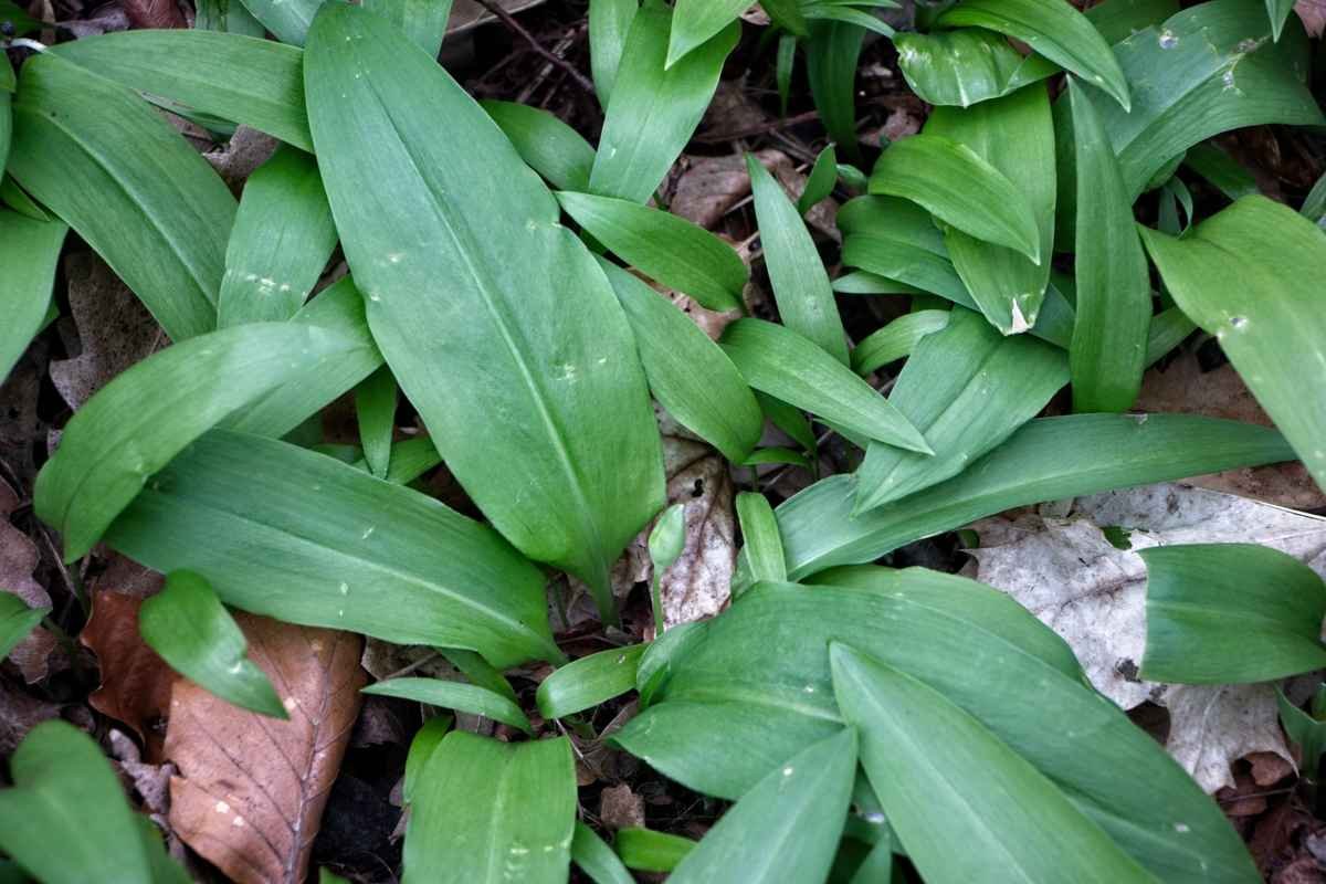 Close-up of wild garlic leaves with a developing flower bud on the woodland floor