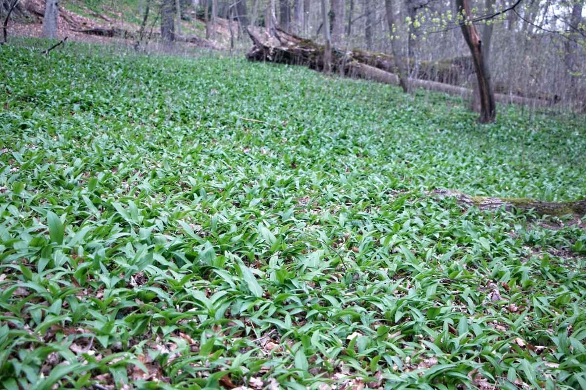 Wild garlic growing across a woodland floor in early spring