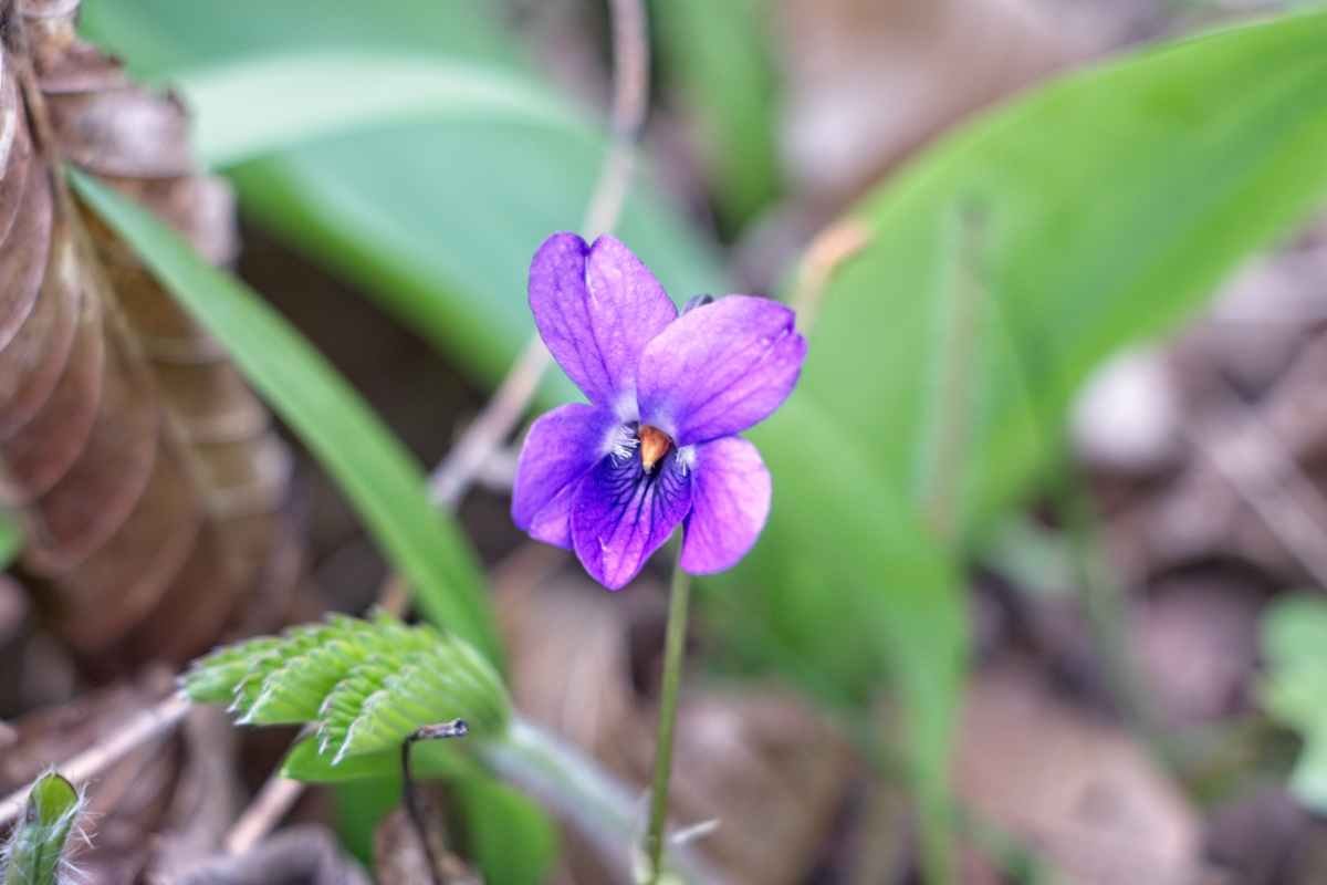 Close-up of a single wild violet flower with purple petals growing among green leaves