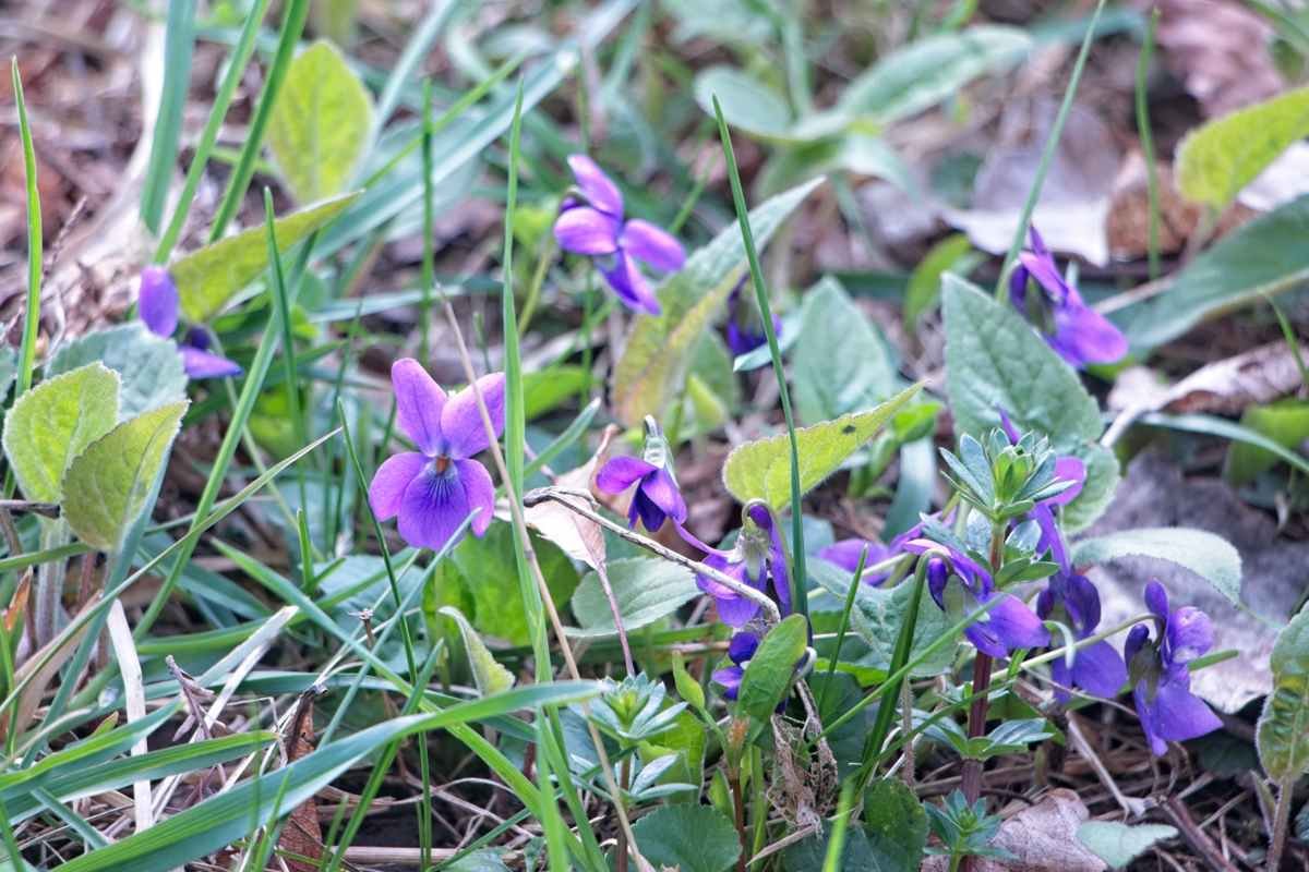 Cluster of wild violet flowers growing in grass with heart-shaped leaves and purple petals