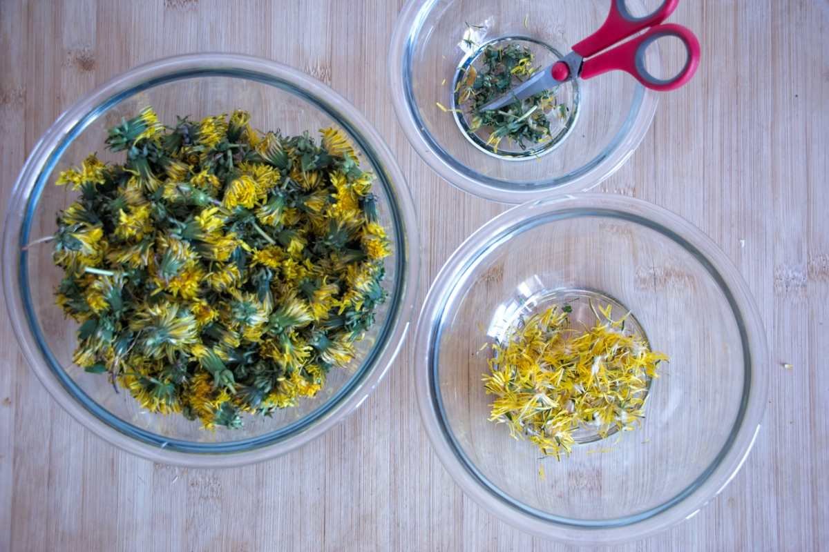 preparing dandelion petals with scissors and bowls