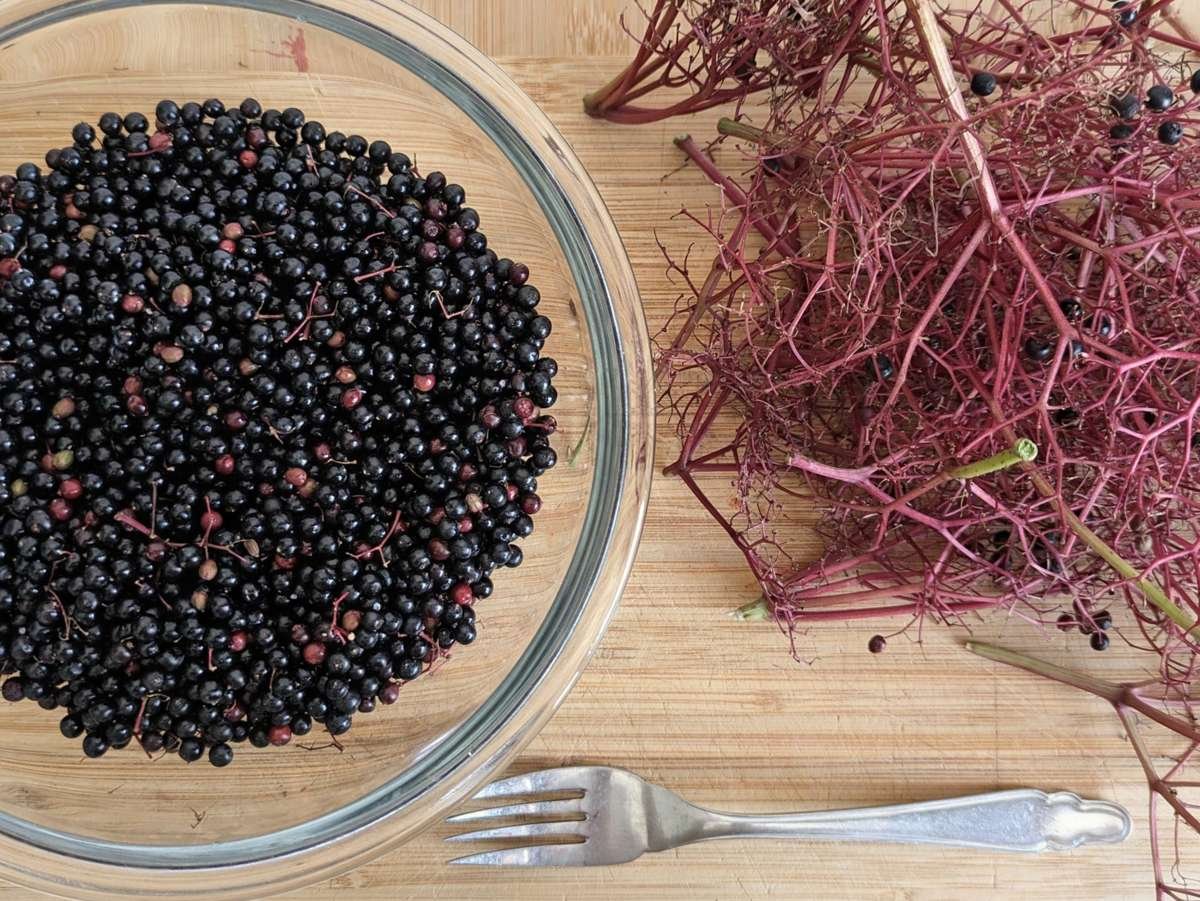 Destemmed elderberries ready for making elderberry jelly
