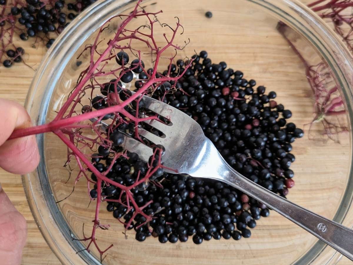 Removing fresh elderberries from the stems with a fork