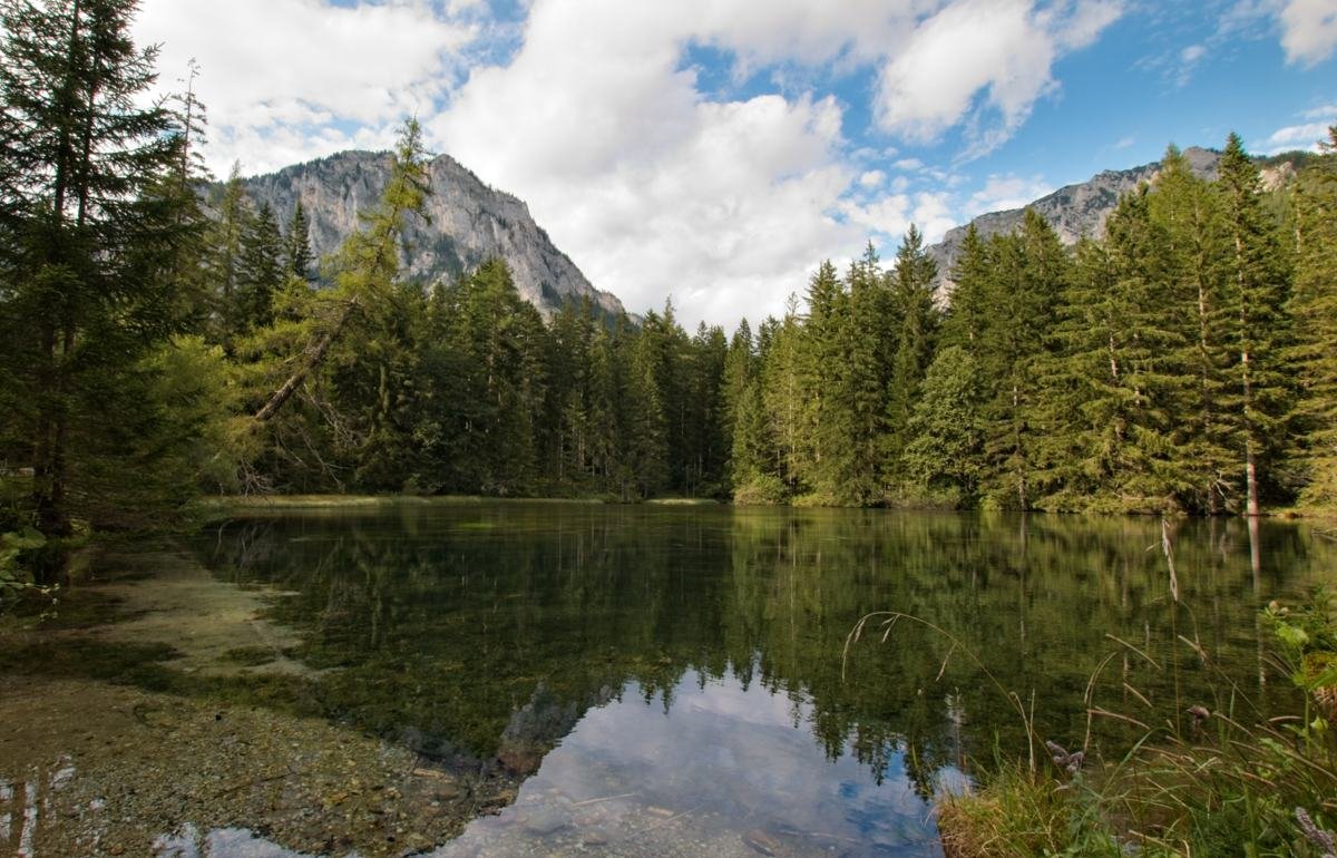 Grüner See in Austria surrounded by forest and mountains near a wild lingonberry picking area.